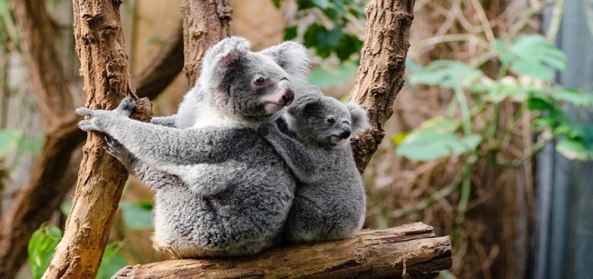 koala-as-a-totem-05-02-2020-10-16-07.jpg
